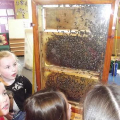 Learning about the importance of bees!.jpg